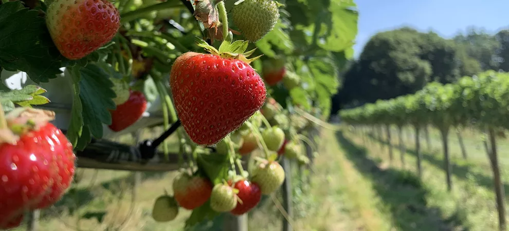 growing strawberries as seen at primerose vale in the summer